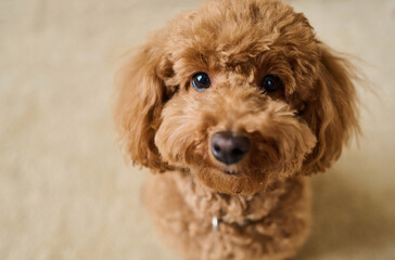 Close-up of cute lovely dog with curly fur looking at camera
