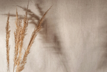 Elegant floral sunlight shadows on neutral beige background, dried meadow grass stems close up,...