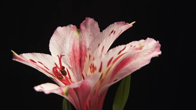 Pink alstroemeria close up on a black background. Beauty of nature. Botany. Floristics. Bouquet. Gifts and congratulations for holidays and significant events