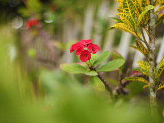 A very beautiful red crown of thorns flower