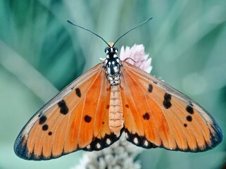 Close up look of Tawny Coster butterfly aka Acraea violae isolated on green bokeh background. Macro insect photo.