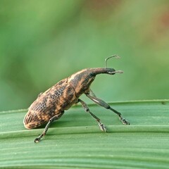 Close up look of cute insect with bokeh background. Macro insect photo.