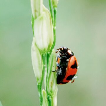 Close up look on red ladybug stay on branch of rice plant, isolated on bokeh background. Macro insect photo. 