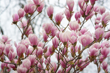 Branches with pink magnolia flowers on a cloudy day