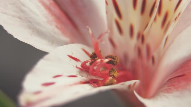 Pink alstroemeria close up. Beauty of nature. Botany. Floristics. Bouquet. Gifts and congratulations for holidays and significant events