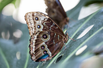 A beautiful butterfly is resting on a flower in a garden