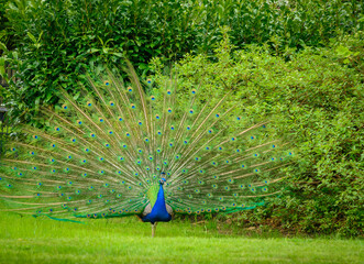 A peacock with a fanned tail against a background of green bushes