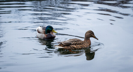 ducks in the water