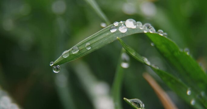 Drops of water on bright green grass. Spring freshness and purity. macro photography