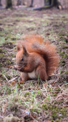 squirrels in the park in good sunny weather
