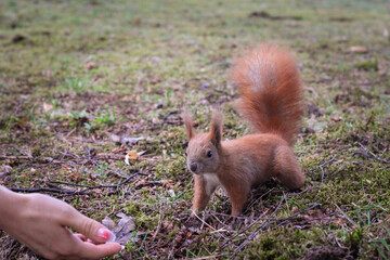 squirrels in the park in good sunny weather