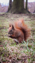 squirrels in the park in good sunny weather