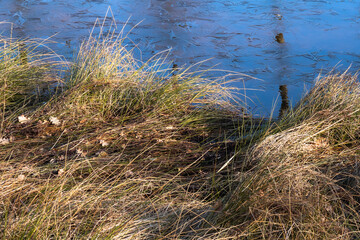 marécage en hiver, dégel