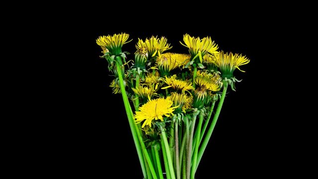 Time lapse of opening a bouquet of dandelions taraksakuma , on a black background. Blossom macro shoot of a group of flowers. Spring scene in nature. Nature flower background. 4K UHD