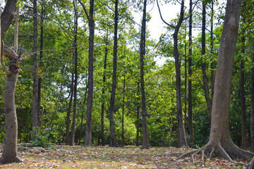 Trees and roots, beautiful scenery in Queen Sirikit Park in Bangkok, Thailand