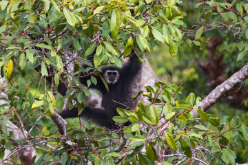 white-handed gibbon