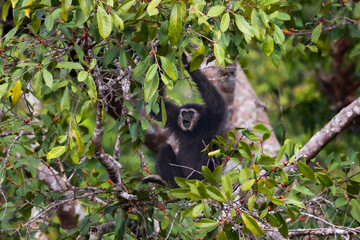 white-handed gibbon