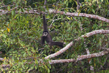 white-handed gibbon