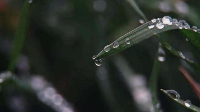Dew drops on bright green grass that sways in the wind. Spring freshness and purity. macro photography