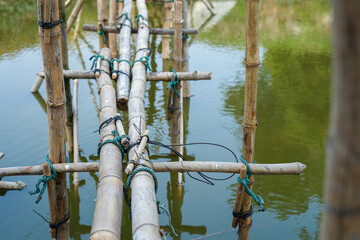 bamboo forest