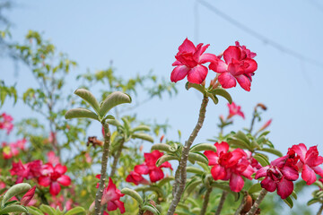 red and white tulips