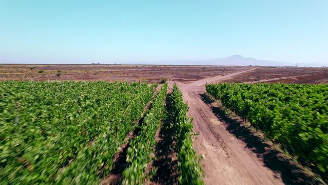 FPV drone flight along vines in winery at the foothills of Andres Mountains in Limari Valley. Dry desert landscapes surround the farmlands.