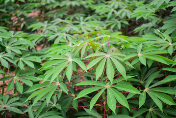 Cassava tree in a Thai farm Concept of economic crops of Thailand, Asia for food and energy production.
replacement work