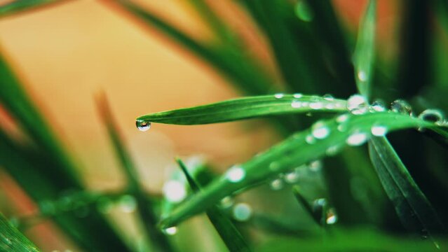Dew drops on bright green grass on a yellow background. Spring freshness and purity. macro photography