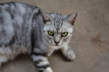 cute fluffy cat lazy lying on the floor cute gray kitten with beautiful eyes relaxing on the floor pet care pet good morning human friend concept