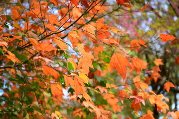 Maple leaves change color to red-orange. Represents autumn. Looks beautiful. Use as a background.