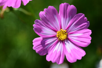 Obraz premium Purple and white cosmos flowers with green background. purple flower concept in spring nature freshness