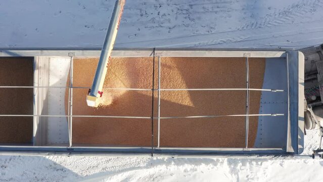 Combine harvester uploading grain into grain cart attached to semi truck during winter. Aerial top down
