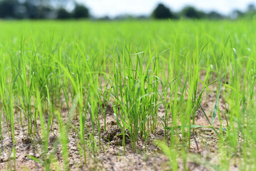 scenery of green rice fields Green nature background concept. Organic rice. Thai rice. Thai jasmine rice. Thai farmer.