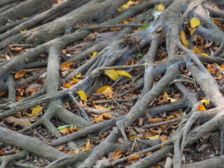 stump in the forest