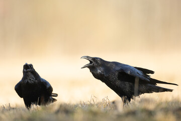 Bird Common Raven Corvus corax, dark style big black scary bird flying, Helloween	
