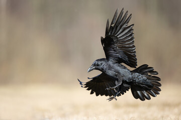 Bird Common Raven Corvus corax, dark style big black scary bird flying, Helloween	
