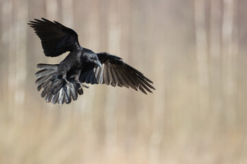 Bird Common Raven Corvus corax, dark style big black scary bird flying, Helloween	
