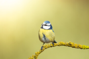 Bird - Blue Tit Cyanistes caeruleus perched on tree winter time small bird on blurred background