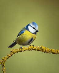 Bird - Blue Tit Cyanistes caeruleus perched on tree winter time small bird on blurred background