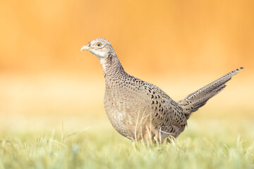 Common pheasant Phasianus colchius Ring-necked pheasant in natural habitat, grassland in early spring
