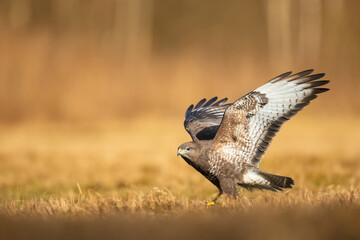 landing Common buzzard Buteo buteo in the fields in winter snow, buzzards in natural habitat, hawk...