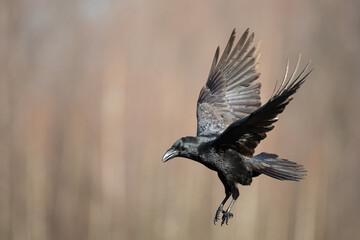 Bird Common Raven Corvus corax, dark style big black scary bird flying, Helloween	
