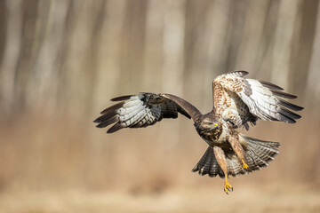 landing Common buzzard Buteo buteo in the fields in winter snow, buzzards in natural habitat, hawk bird on the ground, predatory bird close up winter bird