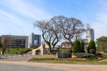 Fototapeta premium 勝山公園