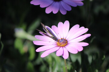 Fototapeta premium flowers