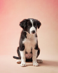 Naklejka na ściany i meble funny puppy on pink background. Border collie dog with funny muzzle, emotion, big eyes 