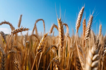Obraz premium Wheat field. Ears of golden wheat close up. Beautiful Rural Scenery under Shining Sunlight and blue sky. Background of ripening ears of meadow wheat field. Generative AI.