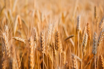 Fototapeta premium Wheat field. Ears of golden wheat close up. Beautiful Rural Scenery under Shining Sunlight and blue sky. Background of ripening ears of meadow wheat field. Generative AI.
