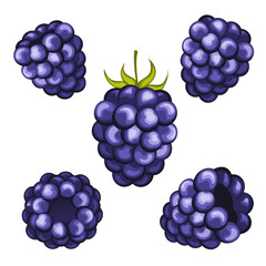 juicy blackberry with leaf vector illustration. Raspberry icon clipart. Raspberry cartoon.Sweet food. Realistic vector illustration. Berry set