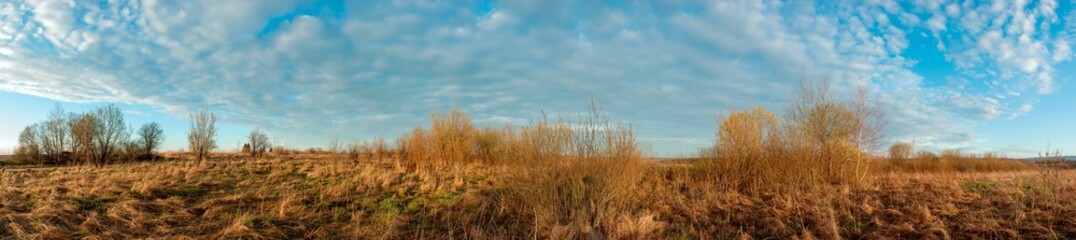 Panorama of branches with buds on the background of the evening and colorful sky. Young spring shoots of a tree.